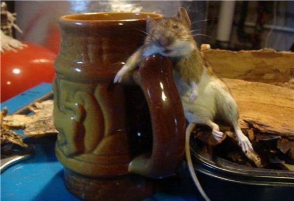 пьяная мышь