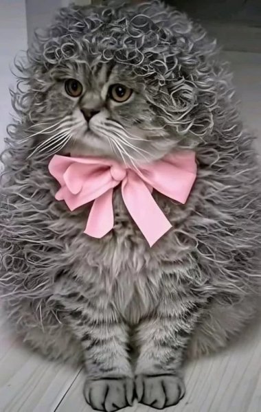 Кот с бантиком