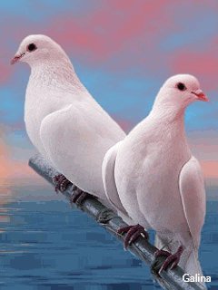анимация голуби