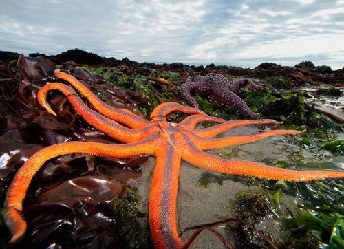 Крупная-морская-звезда