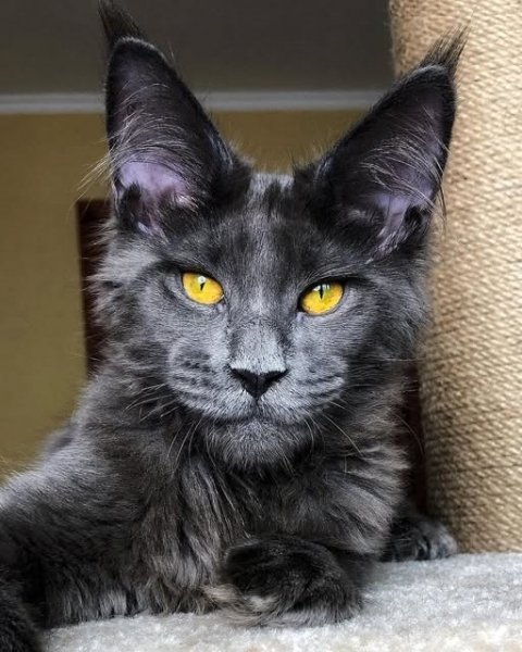 КОТ