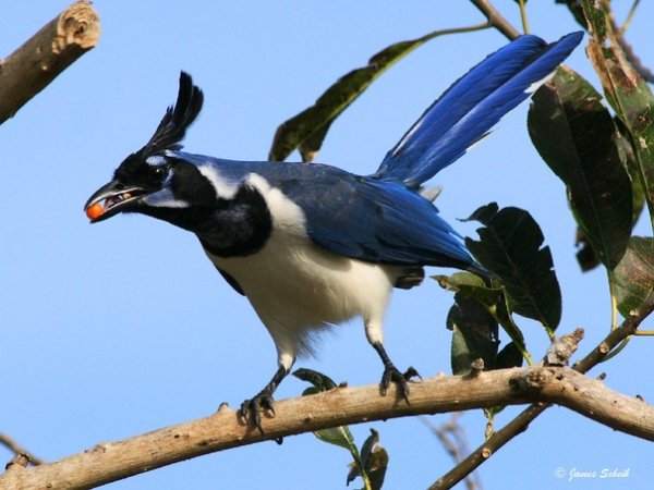 Черногорлая сорочья сойка Calocitta colliei