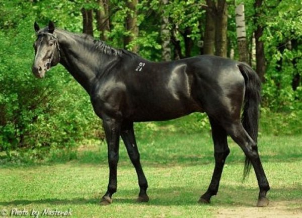 Русская верховая (3)