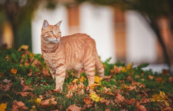 Кот и осенние листья (31)