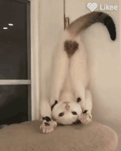 Киска