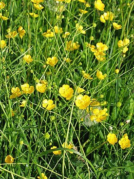 Henndorf-bE-HdN-1649a