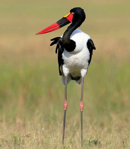 СЕДЛОКЛЮВЫЙ ЯБИРУ