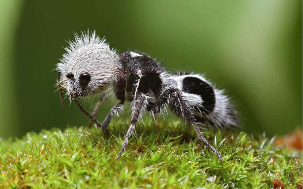 Панда-муравей