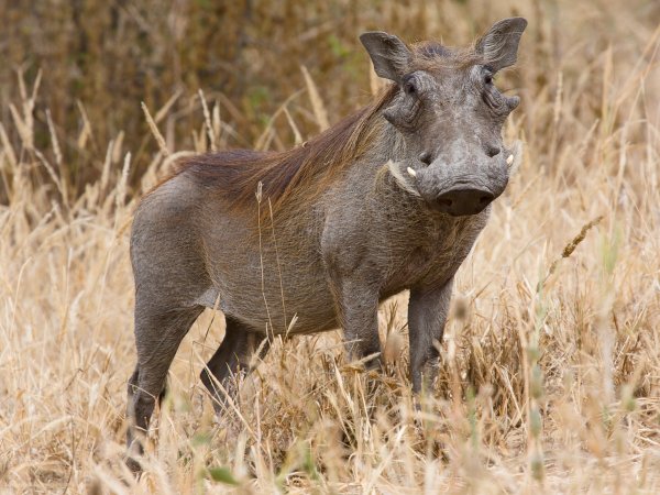 Tarangire Warzenschwein1