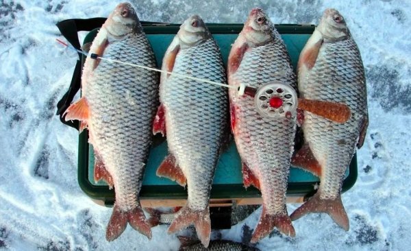 IMG 20231217 081628 984