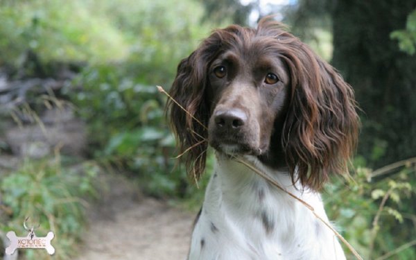 Мюнстерлендер малый (3)