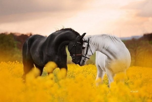 x500