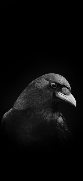 file_90188666