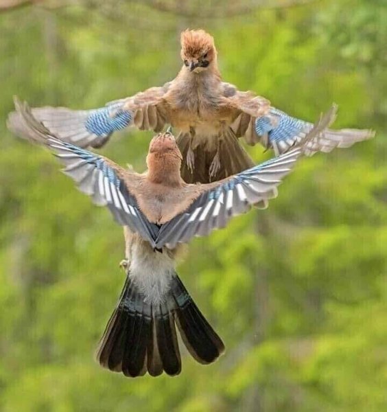 птички