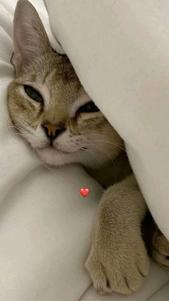 file_98766491