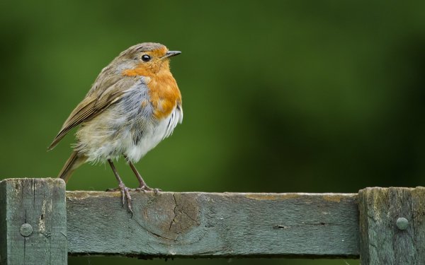 Bird Robin