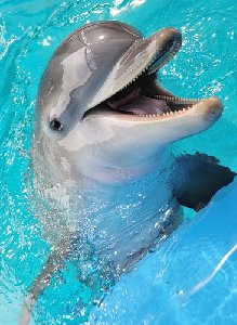 Крик дельфинов