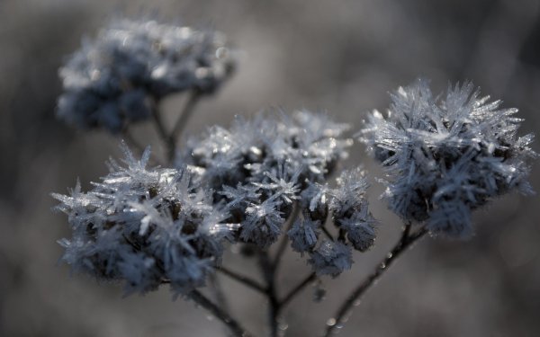 ComputerDesktopWallpapersCollection1686 078