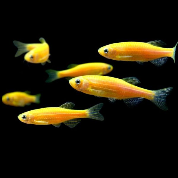 Danio-var-4