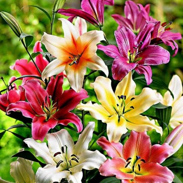 Подкормка лилий