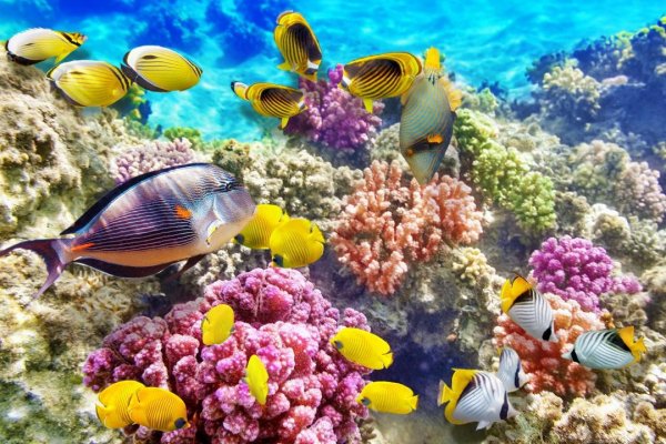 Reef 20