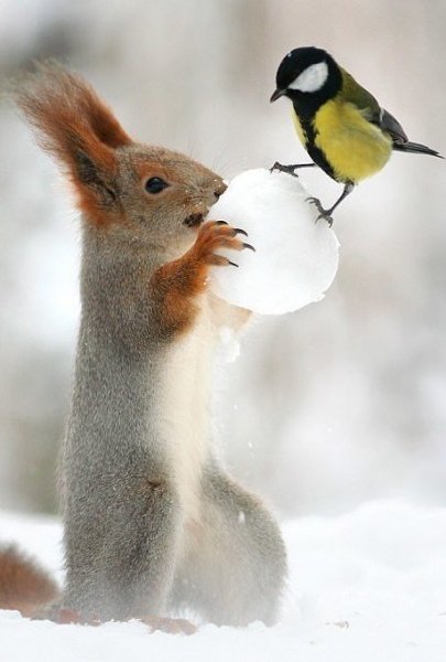 Белка и большая синица