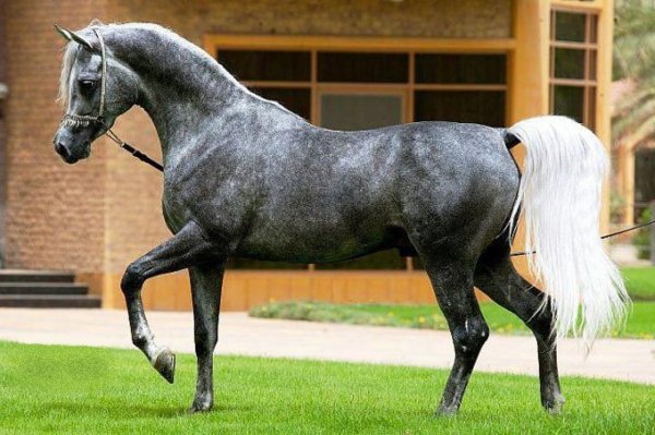 Лошадь Арабская (Сиглави)