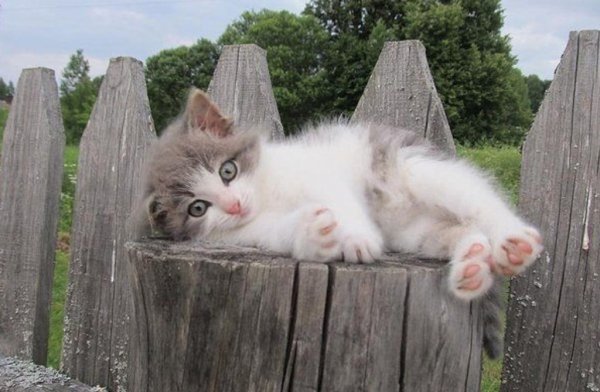 Милый котик