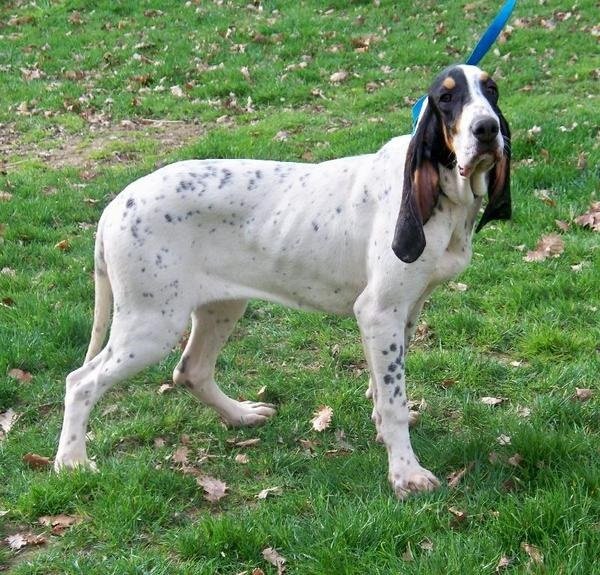 Малый гасконский сентонжуа (2)