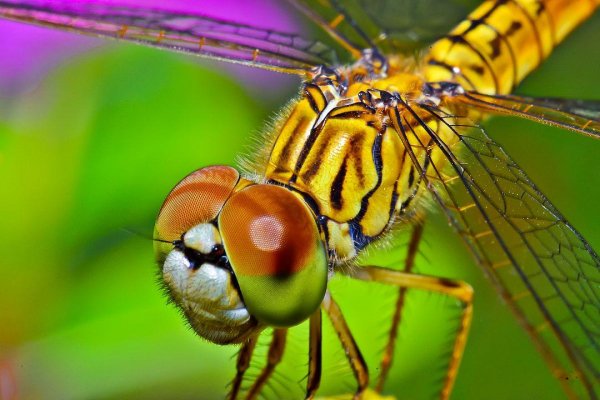 Macro 12