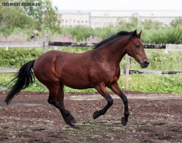 Русская рысистая порода (2)