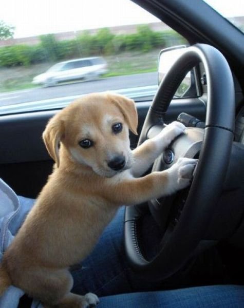 these funny animals 659 640 02