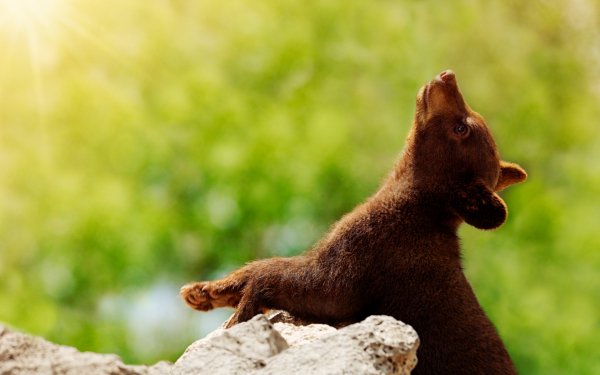 Animals of Yellowstone 3