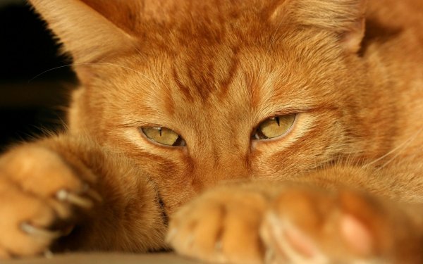 Котэ обои ПК