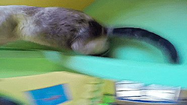 котэ, гифки, домик