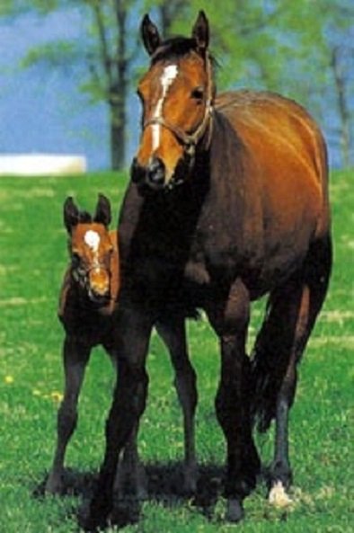 Чистокровная верховая порода лошадей (3)