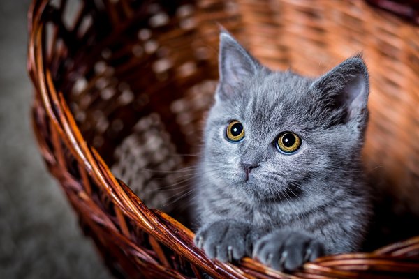 Котёнок