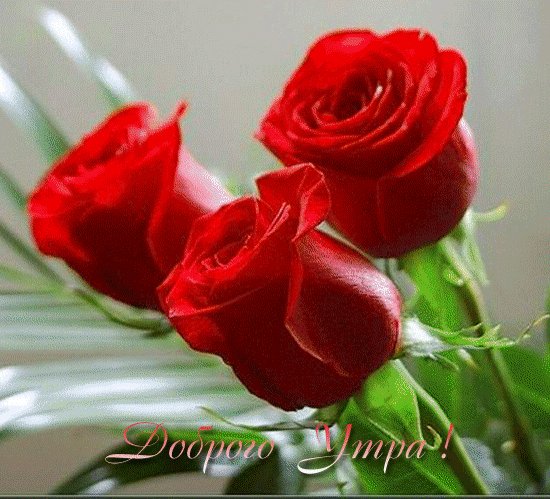 Доброго утра. Слайд шоу.