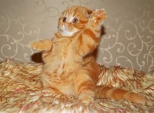 я буду сметанку