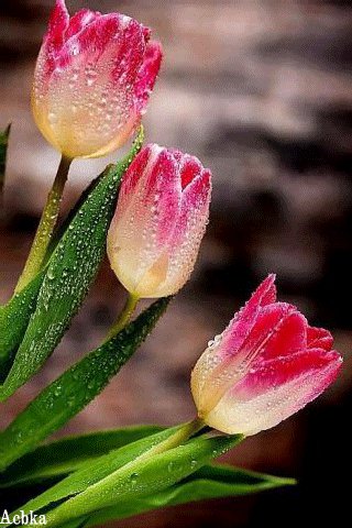 file_93196596