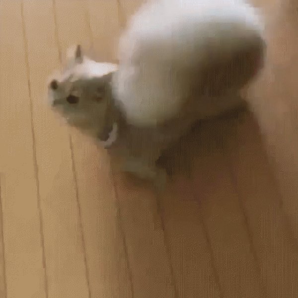 Кошечка прелесть
