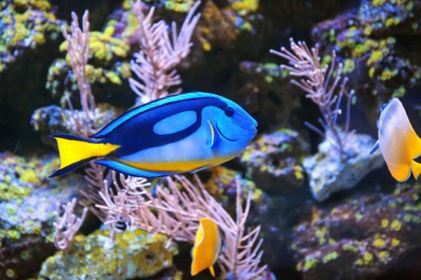 Reef 14