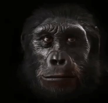 Как менялось лицо человека в процессе эволюции