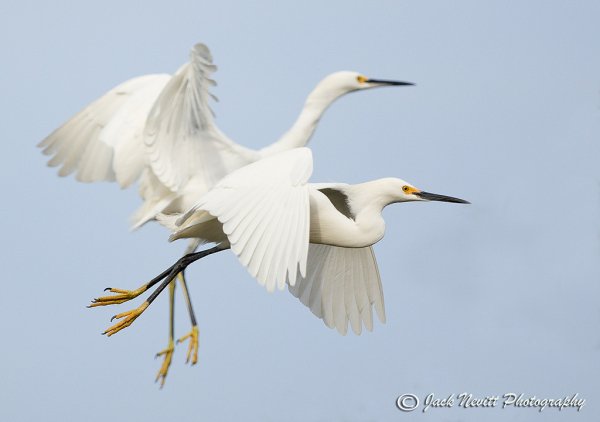 Цапли снежные