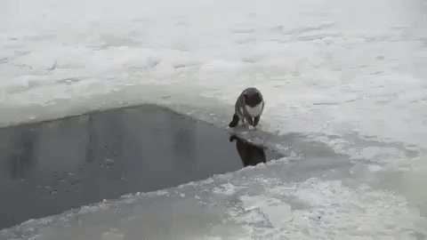 Вот это рыбак!