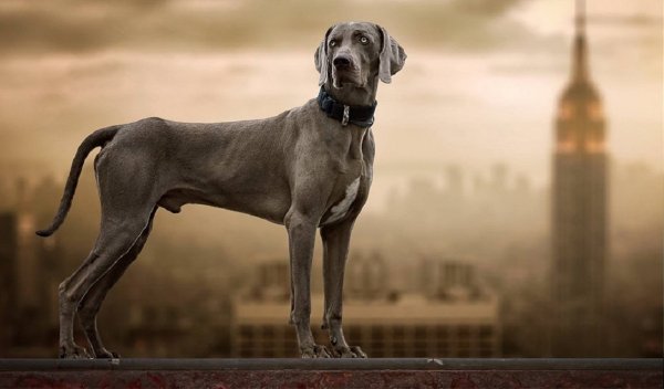 Веймаранер (3)