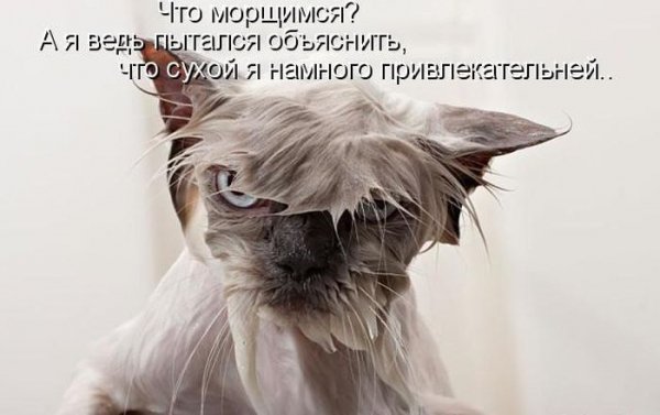 kotomatpicy-zabavnye-kartinki-smeshnye-kartinki-fo