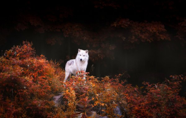 Wolves (4)