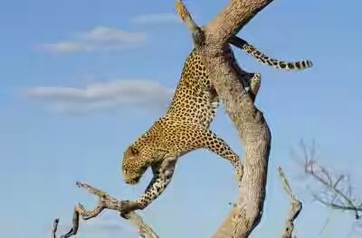 leopard