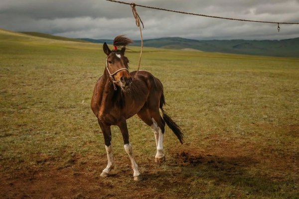 Лошадь Монгольская